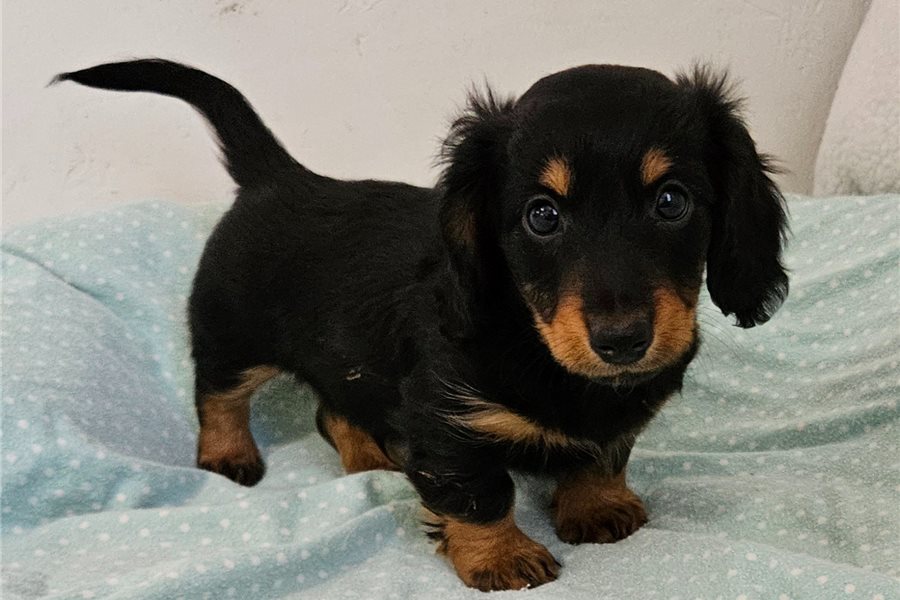 01_dachshund-mini-puppy-picture-f10456d8-c498-41ba-8d8e-985a920a1ef0.jpg