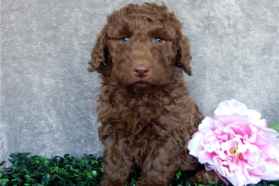 01_labradoodle-puppy-picture-fa40c82d-d8bd-4fb1-9e34-c8297a852732.jpg