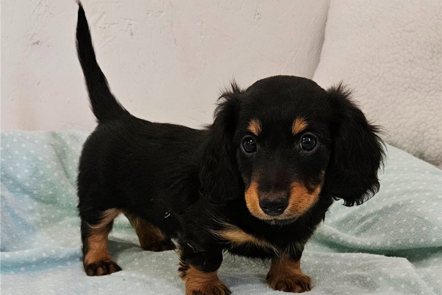 02_dachshund-mini-puppy-picture-4f49f6ba-b6e2-4265-8180-bdbc96760ad1.jpg