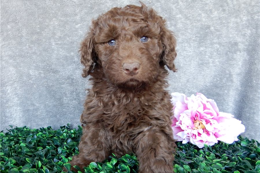 02_labradoodle-puppy-picture-0356c9a8-ad4c-4138-b24a-73007e0de6b8.jpg