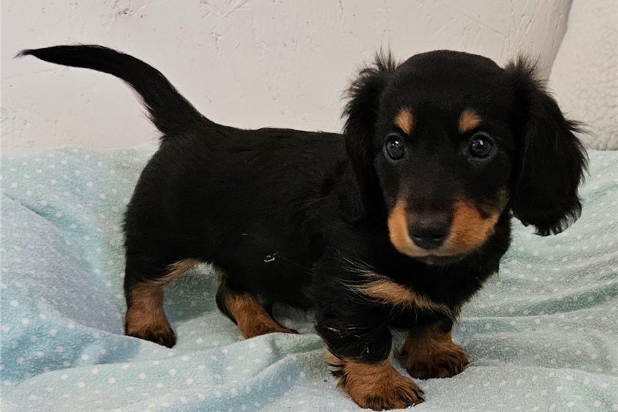 03_dachshund-mini-puppy-picture-ad9a7ca4-b656-4a65-be62-b51b53039663.jpg