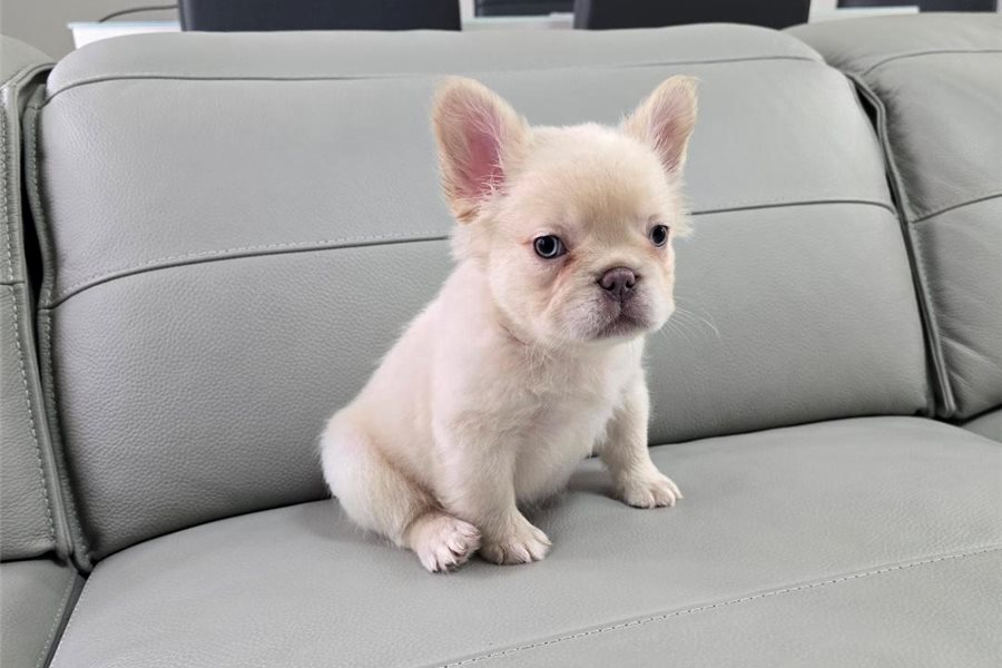 04_french-bulldog-puppy-picture-a35005e3-26a2-422b-9f46-8abd8c6ab8ed.jpg