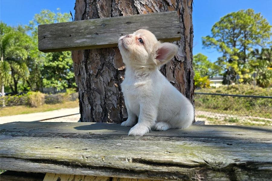 06_french-bulldog-puppy-picture-16064c12-897d-40cf-a57c-6a3726f143a5.jpg