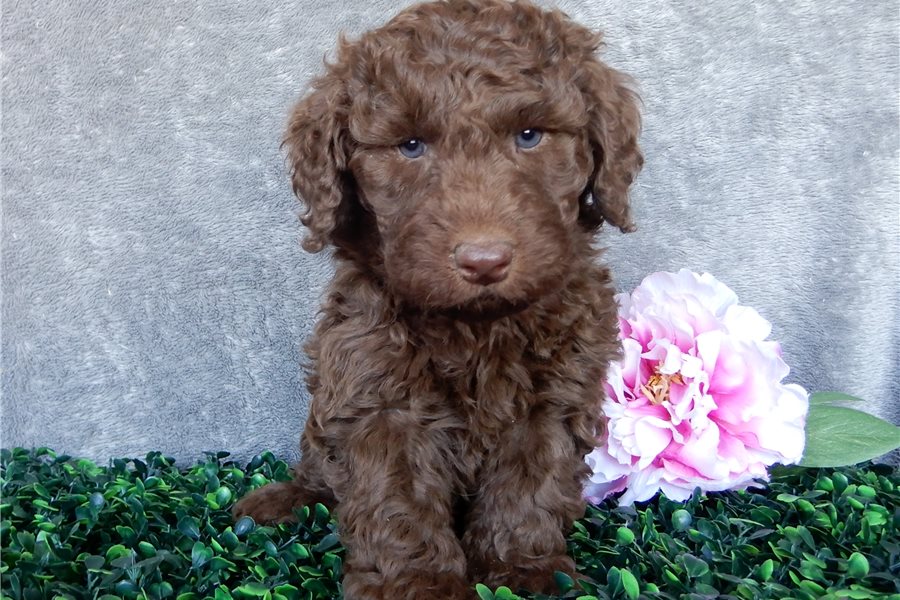 07_labradoodle-puppy-picture-e81d4ed5-5650-4965-a294-b24072687a84.jpg