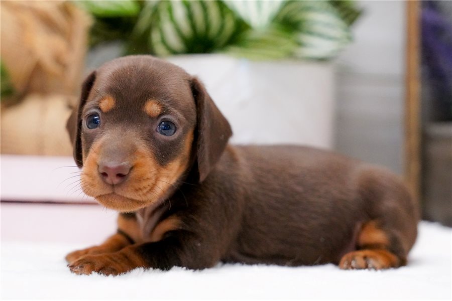 08_dachshund-puppy-picture-a31a9503-0489-4559-9f0a-ebfde1d92686.jpg