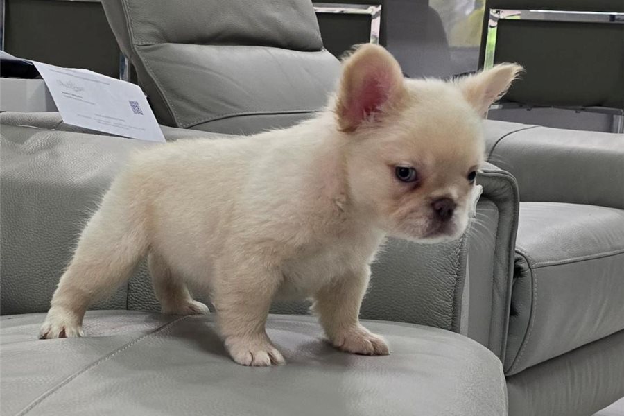 08_french-bulldog-puppy-picture-fd8e33ba-6134-42c3-b8f4-3be8e58ebcdb.jpg