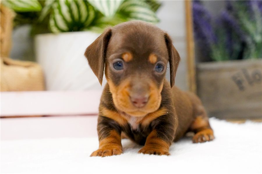 09_dachshund-puppy-picture-4be2643b-9080-46c0-aa2c-3334eec3657d.jpg