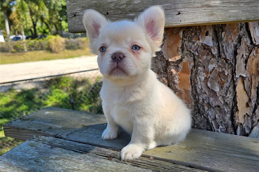 09_french-bulldog-puppy-picture-882c3c4e-d290-47d6-89c1-2c6e2fa8ccf5.jpg