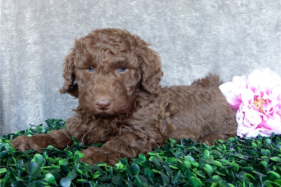 09_labradoodle-puppy-picture-8c625aef-69c4-4760-ac4c-7827a8731d60.jpg