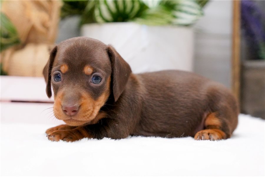 10_dachshund-puppy-picture-0b68b909-f818-4c10-ba20-005cc7db787f.jpg