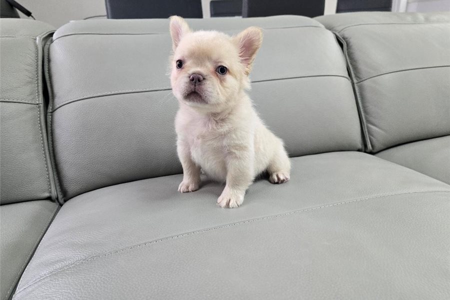 10_french-bulldog-puppy-picture-25147e9b-1b92-4ada-ab04-64c8d8de834e.jpg