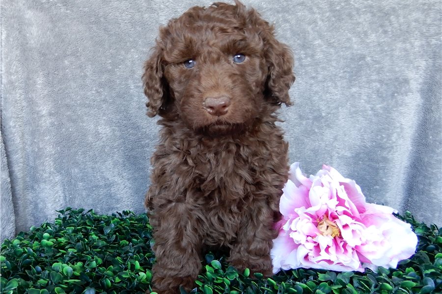 10_labradoodle-puppy-picture-9b8163ad-9bc5-46ff-8a00-db37950f5627.jpg