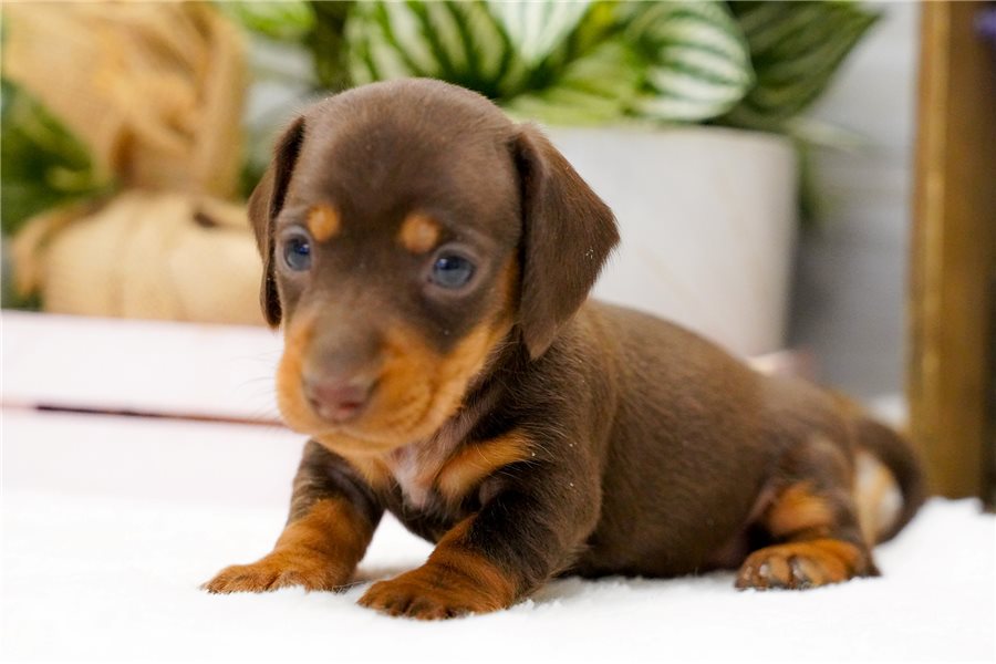 11_dachshund-puppy-picture-669ca161-19d2-4ad1-916e-7d39c0291790.jpg