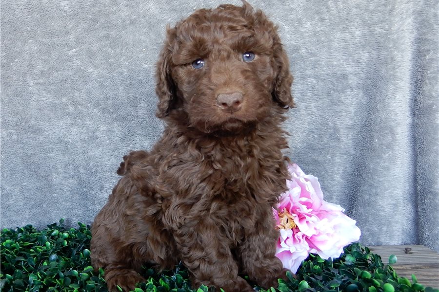 11_labradoodle-puppy-picture-9c8bf83c-d885-4477-aec2-dd040ac62d4e.jpg