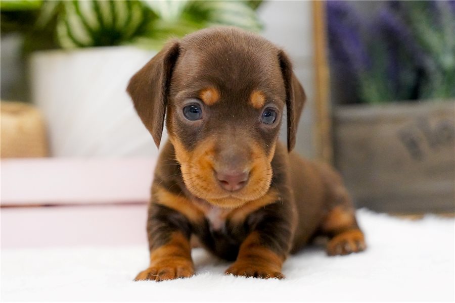 12_dachshund-puppy-picture-12b8a56e-89d6-4c97-b61e-f377c88692ec.jpg