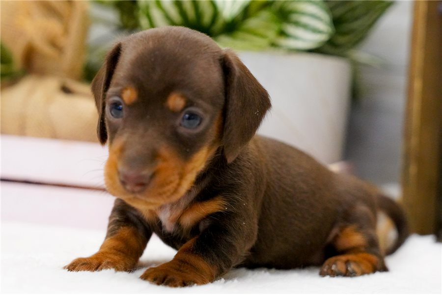 13_dachshund-puppy-picture-e8188fbd-30a8-4267-8999-ecd259392ca3.jpg