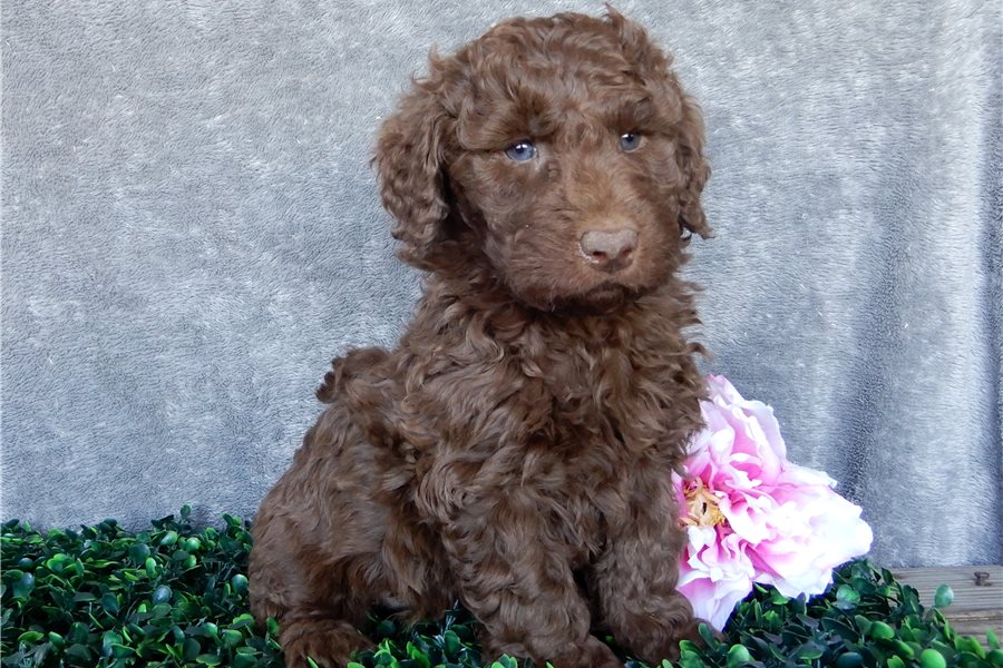 13_labradoodle-puppy-picture-82d5a1d6-dce9-4361-b832-e9fee641e23a.jpg