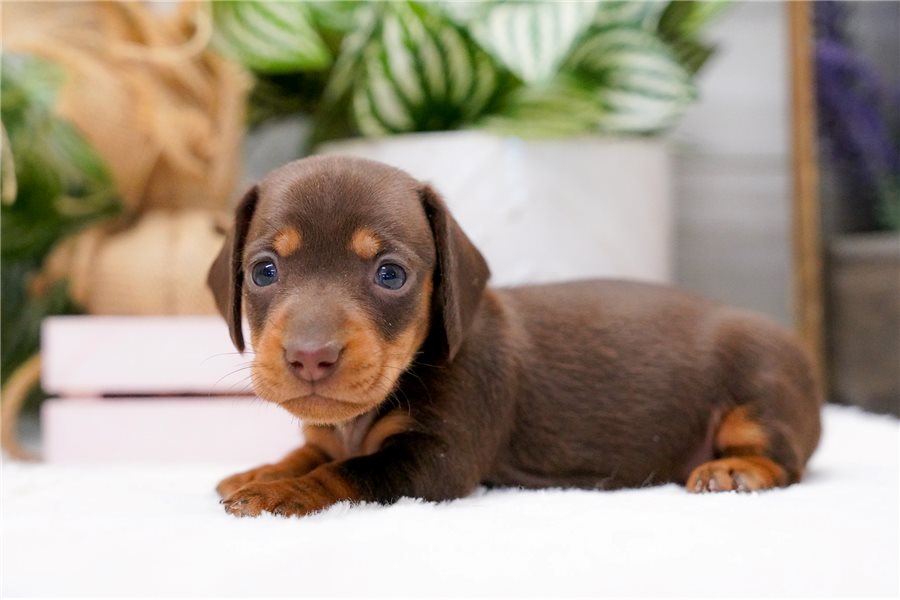 14_dachshund-puppy-picture-142f865b-bc6e-4cb7-bf50-a8647146cce5.jpg