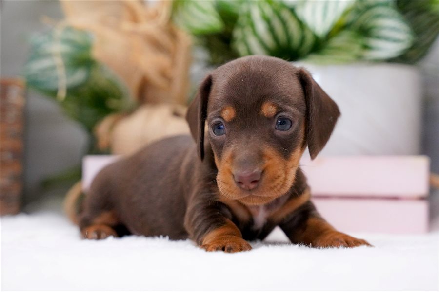 15_dachshund-puppy-picture-5b7d73e2-be9f-40c0-9914-a9f0bc2397f8.jpg
