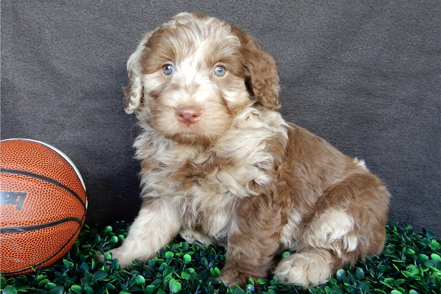 1_labradoodle-puppy-picture-a98c11e6-112e-456b-957f-b91d8e23b132.jpg