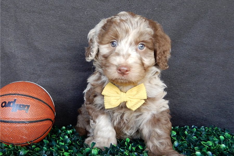 2_labradoodle-puppy-picture-1da9a30f-a32a-4f59-9aa9-065b222aacb3.jpg