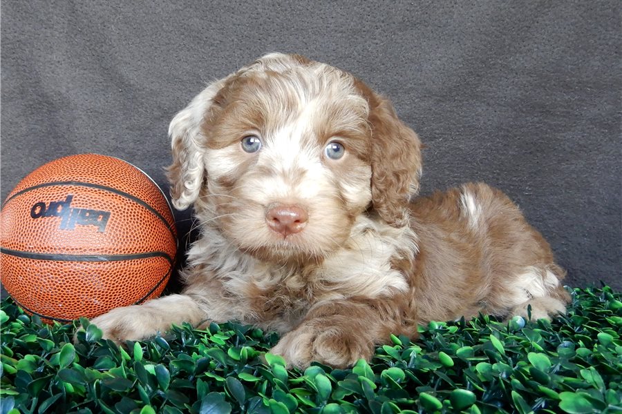 3_labradoodle-puppy-picture-5f4f011b-c08d-48f0-a19c-65b3829edb42.jpg