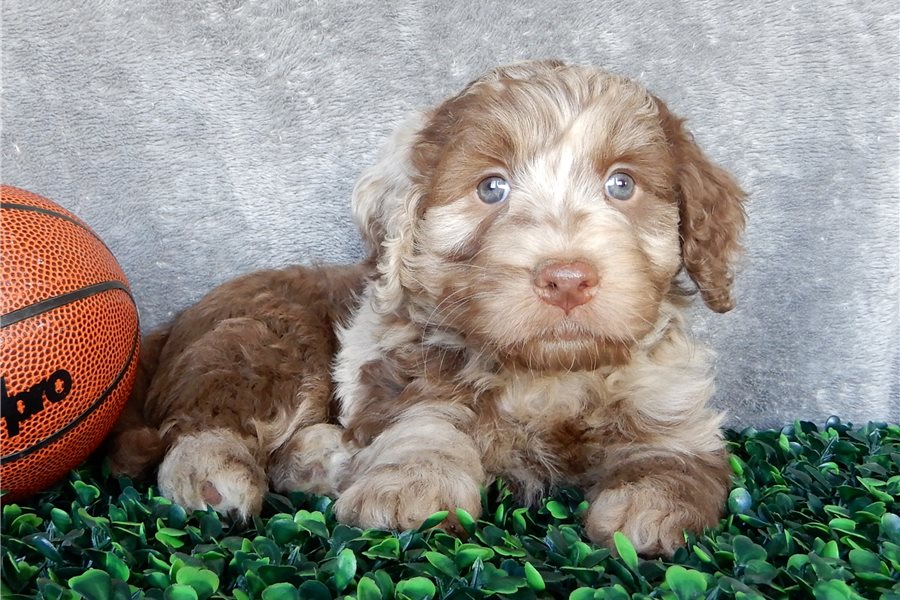 6_labradoodle-puppy-picture-5783a64b-450a-4a4e-85d1-986b8b6d41ef.jpg