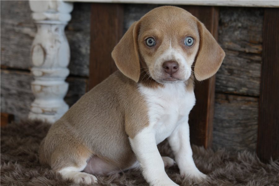 beagle-puppy-picture-2ab8b7b8-4d77-4542-a632-75d7dbde028e