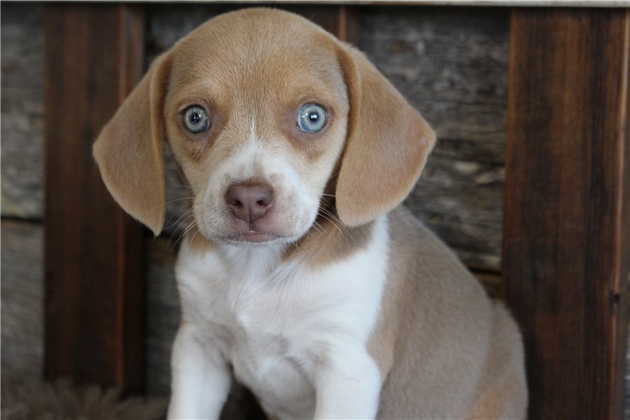 beagle-puppy-picture-634d5dc6-7ba8-4dc8-b953-cc2400ac71bb