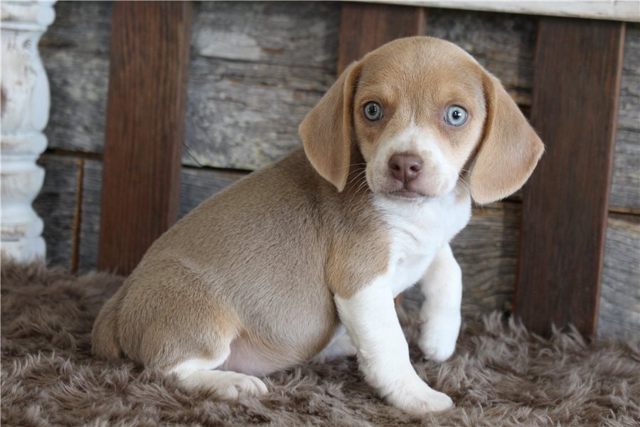 beagle-puppy-picture-8d529724-6693-48ba-a1c5-d6b77fd594b9