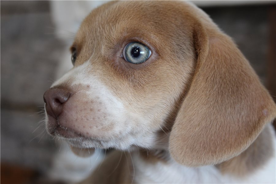 beagle-puppy-picture-9e6e3390-acd0-4eb4-a3c1-0f5fc976c623
