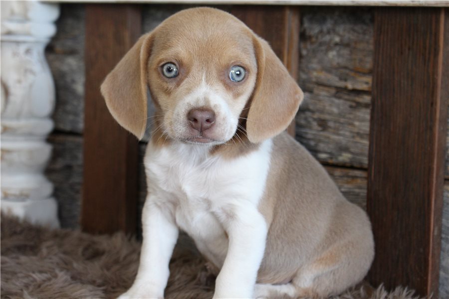 beagle-puppy-picture-cb25fd76-cbd1-4c80-8040-847316418259