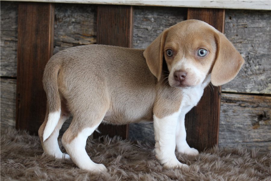 beagle-puppy-picture-e754b53a-c9e8-4836-b66e-848ef0ec2e1f