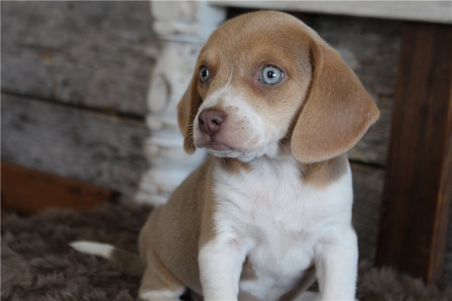 beagle-puppy-picture-ee86179d-8c1f-4844-89c8-cf2b3007d222