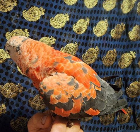 448676805_2514869318901172_4330329622786577164_n-2