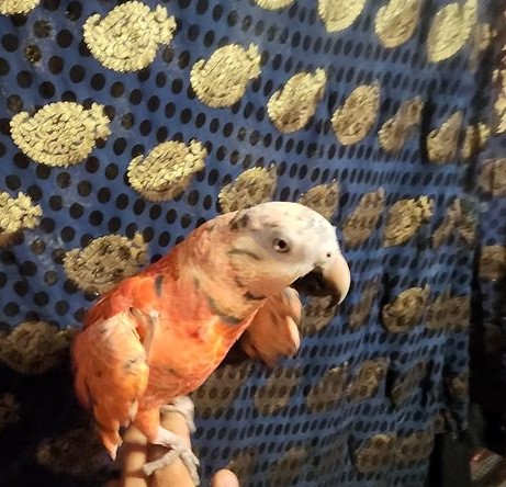 449133100_2514869435567827_6729498843716815929_n