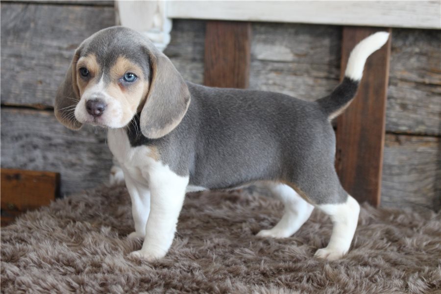 beagle-puppy-picture-0c8be09b-e219-4e64-b2a3-b452e0ac50f2