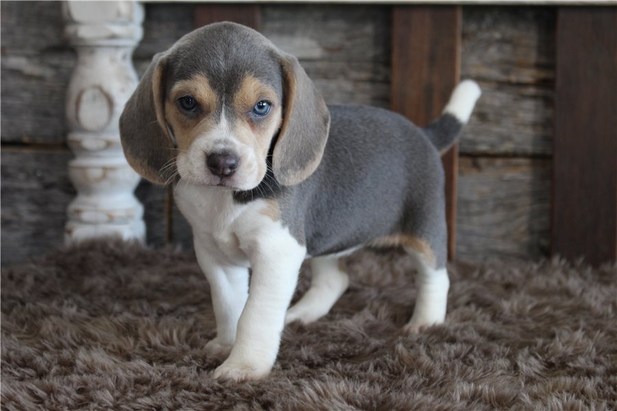 beagle-puppy-picture-1e661189-1c78-4baf-9334-9ab940bb7b7a