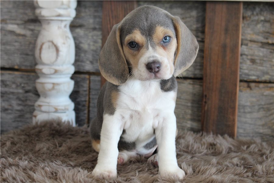 beagle-puppy-picture-336638f6-8dce-4a7f-abed-0d7ef8ff7a5c