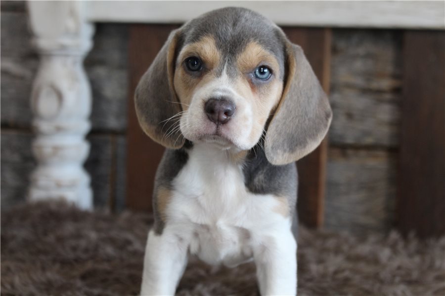 beagle-puppy-picture-34b7e416-a7a1-498a-80c6-2dc93f6252c3