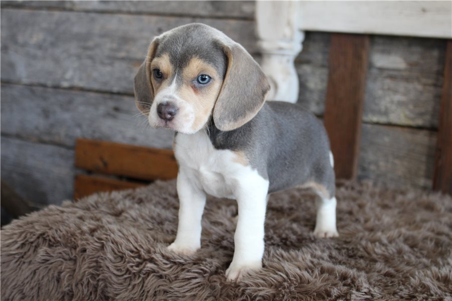 beagle-puppy-picture-3e0102d0-e561-421a-831f-2a6e52d5d3f0