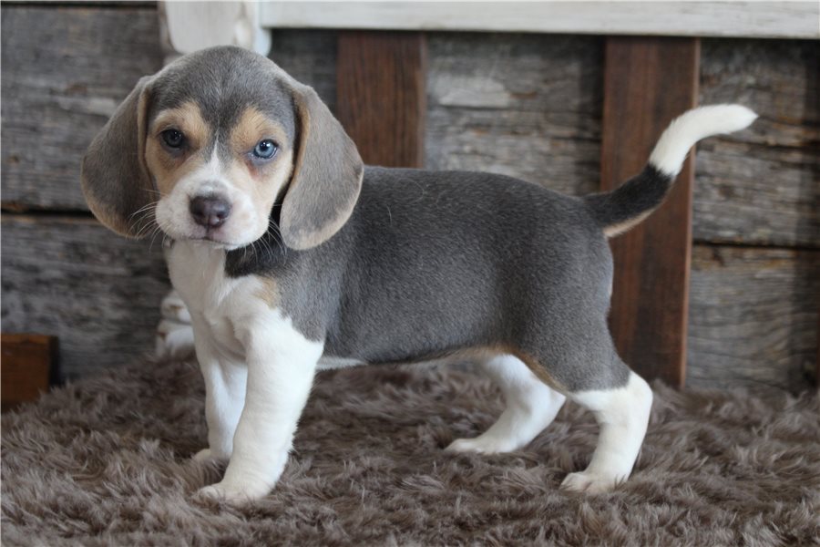 beagle-puppy-picture-4481a35e-1978-4d0c-8b35-7081a0870555