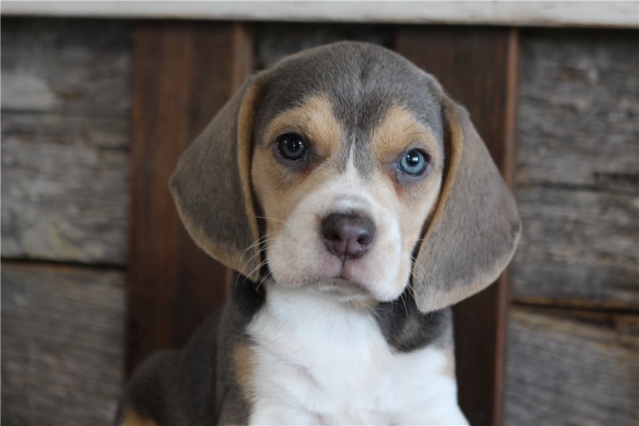 beagle-puppy-picture-7a415264-bdd0-4c37-b8f3-2206cf284504