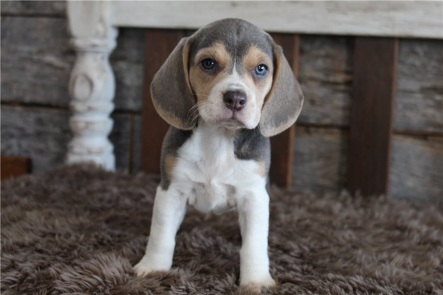 beagle-puppy-picture-ba1f5a9d-9f2a-456f-9652-98b358b1d682