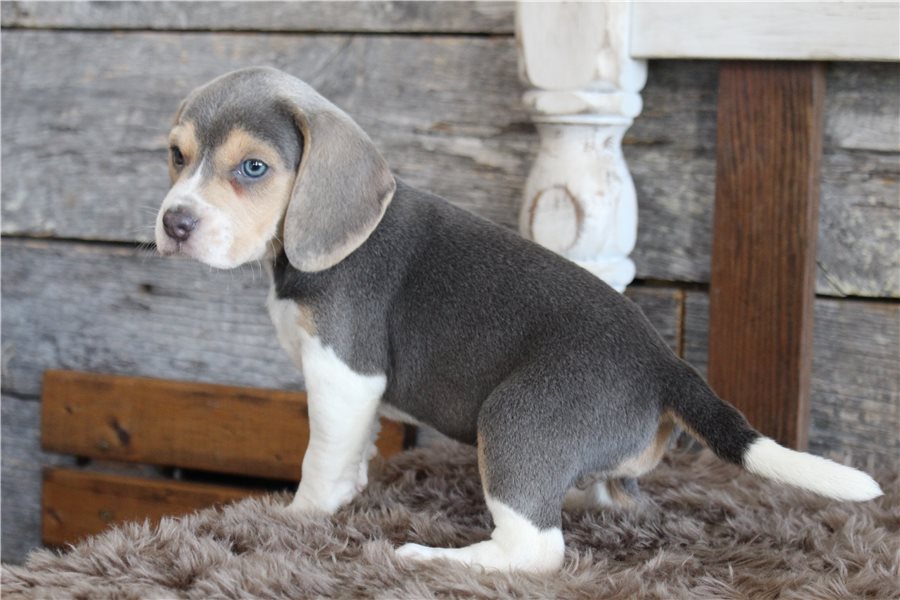 beagle-puppy-picture-c67a83aa-579d-41d1-9011-256b4ab68b7f