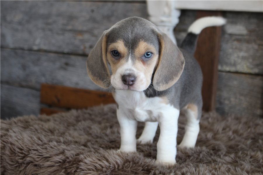 beagle-puppy-picture-e0419a25-1fe9-4ac8-8694-ac8af488939f