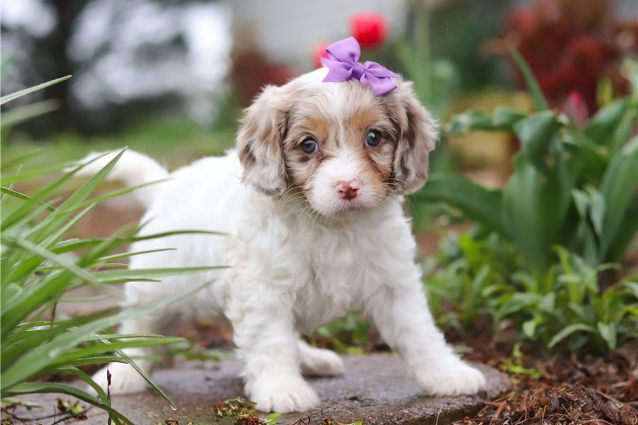 cavapoo-puppy-picture-3d2cebb2-4a1d-411a-8e47-605a9c8fce04