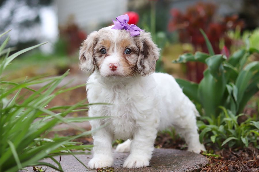 cavapoo-puppy-picture-799c065f-a8cf-4a03-8574-95fd943dd6b6