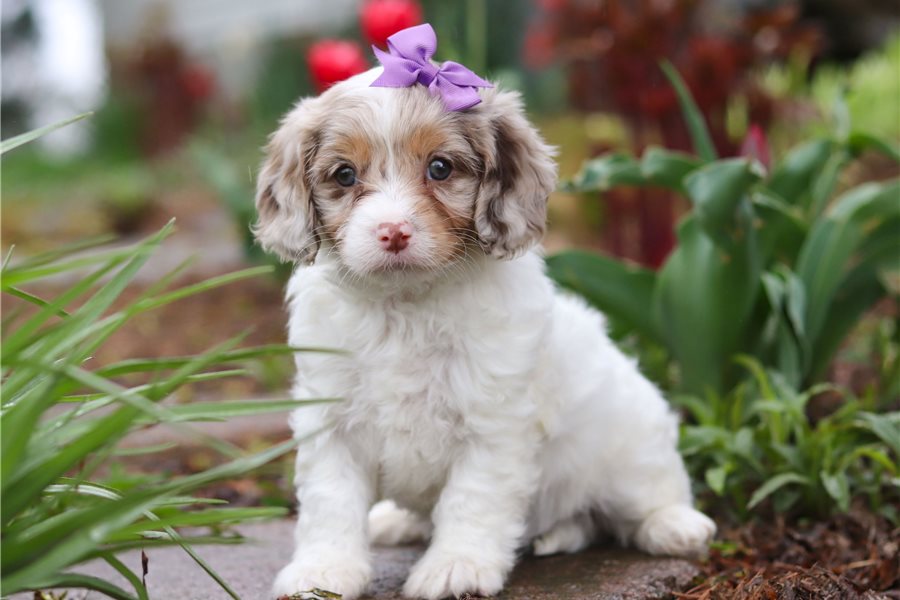 cavapoo-puppy-picture-99b9b6b4-8abe-401f-be13-b027ce7d4c02