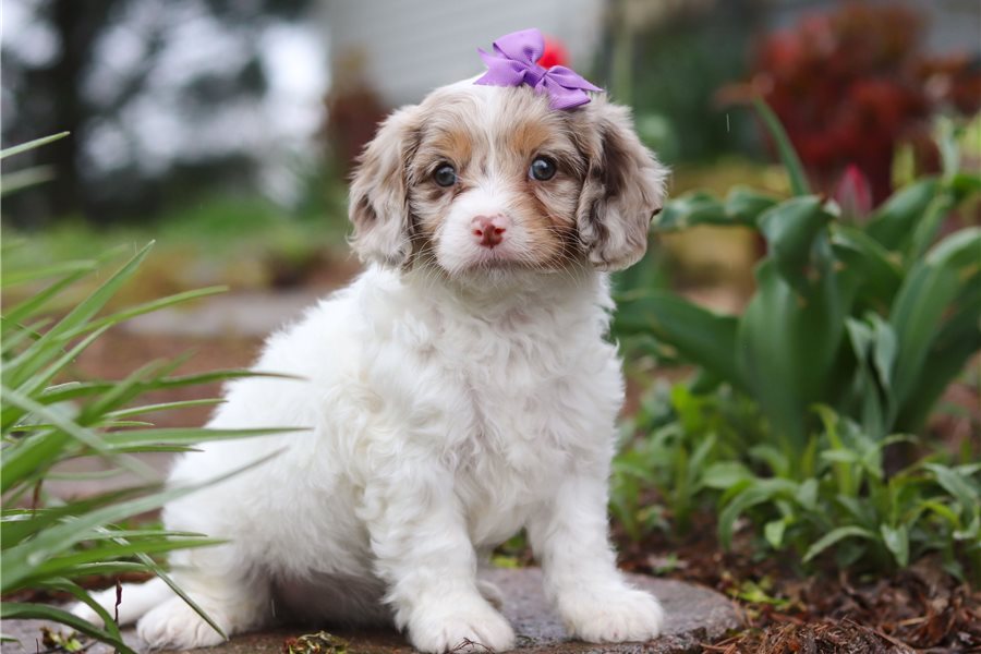 cavapoo-puppy-picture-a55ab577-54ee-488b-9a99-283092b368c6